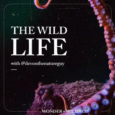 Podcast cover